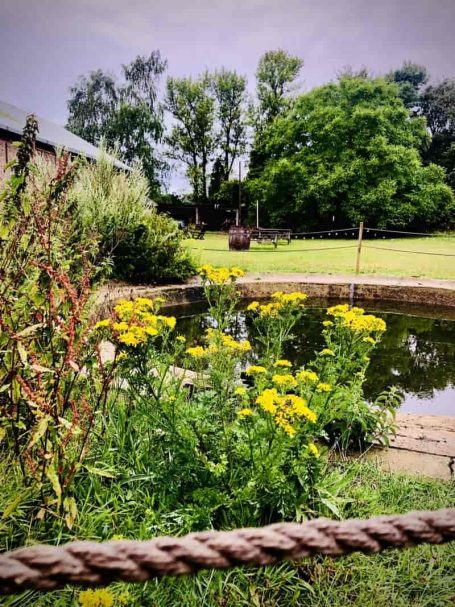 Yellow flowers bloom by a pond, surrounded by lush greenery and trees.